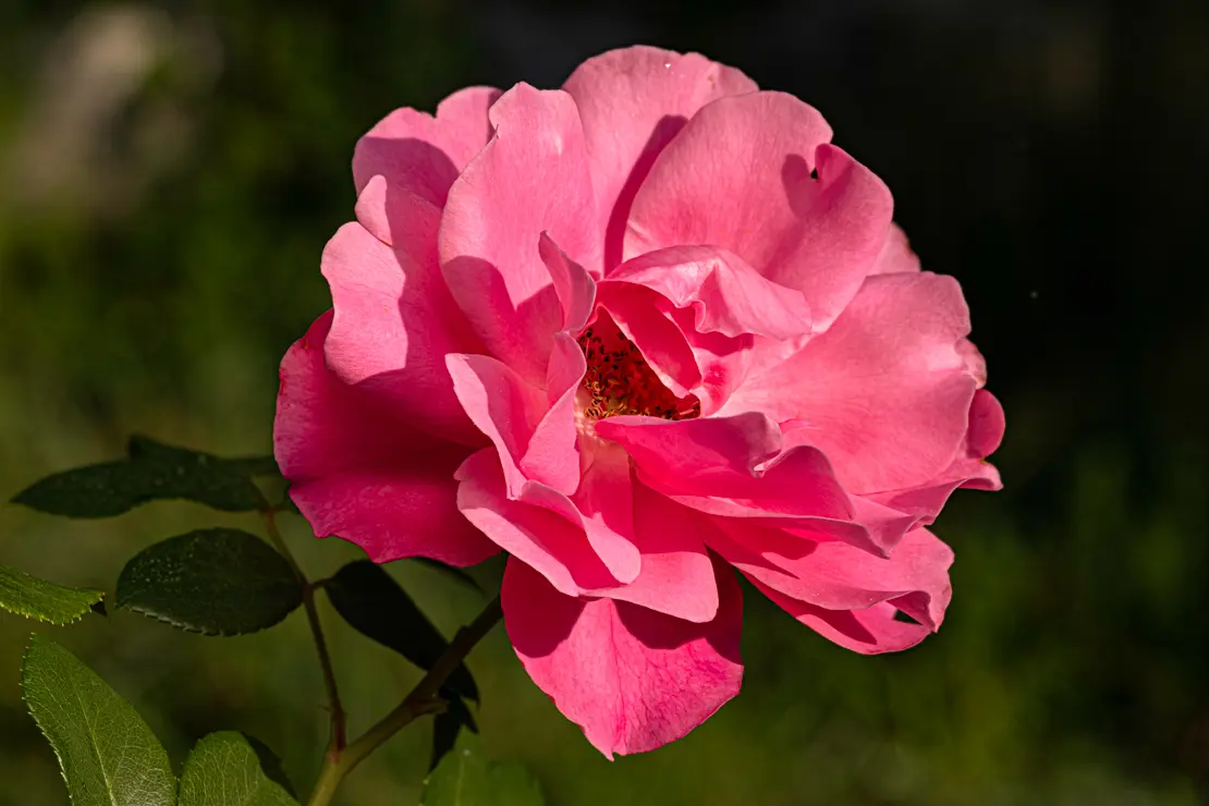 Gartenrose [4]